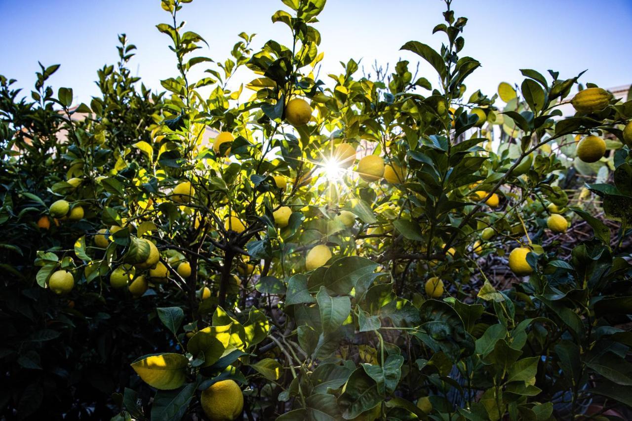 Апартаменты The Lemon Tree Вилафлор Экстерьер фото
