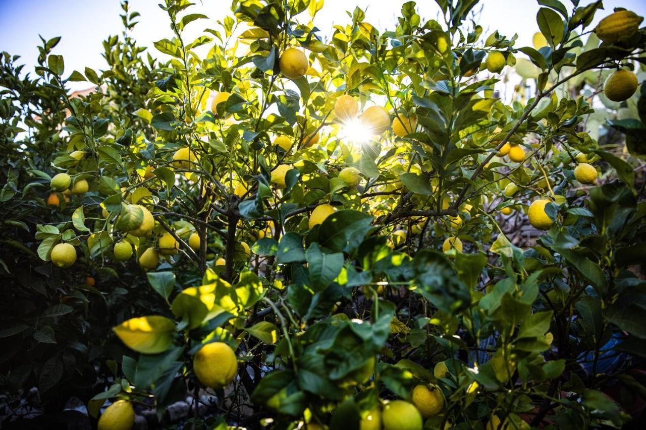 Апартаменты The Lemon Tree Вилафлор Экстерьер фото